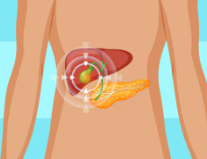 Gallbladder and stones illustration