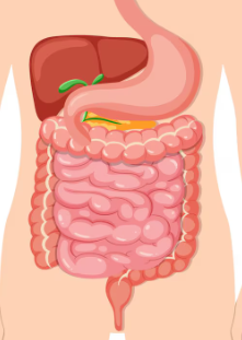 Stomach diagram