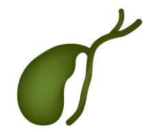 Gallbladder icon