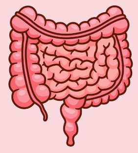 Appendix icon